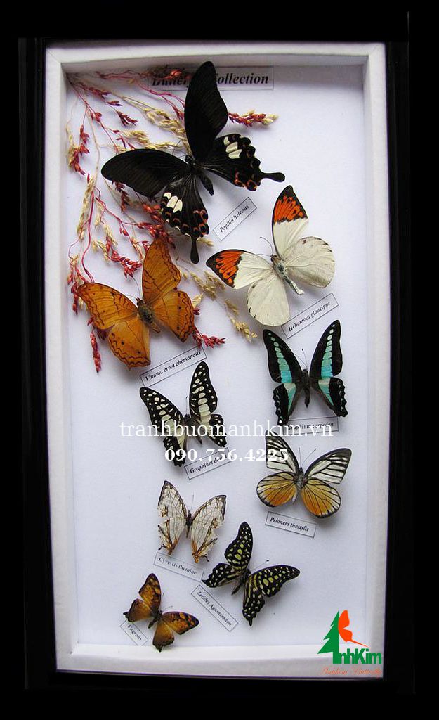 Bộ sưu tập 9 con bướm lượn